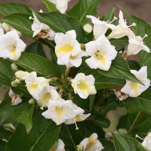 Weigela 'Czechmark Sunny Side Up' PW 2Gal