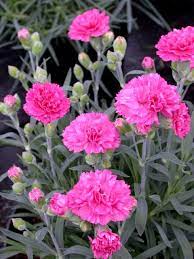 Dianthus, Early Bird 'Sherbet'