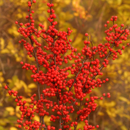 Holly, Winterberry 'Berry Heavy' PW 2Gal