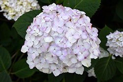 Hydrangea 'Blushing Bride'