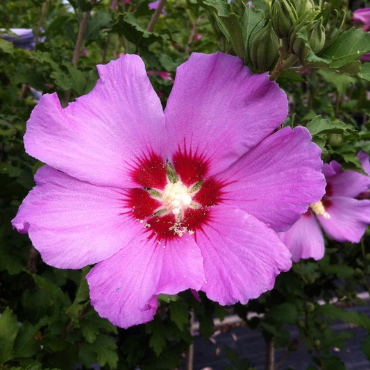 Hibiscus 'Violet Satin' Treeform 6Gal