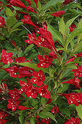 Weigela 'Red Prince' 2Gal