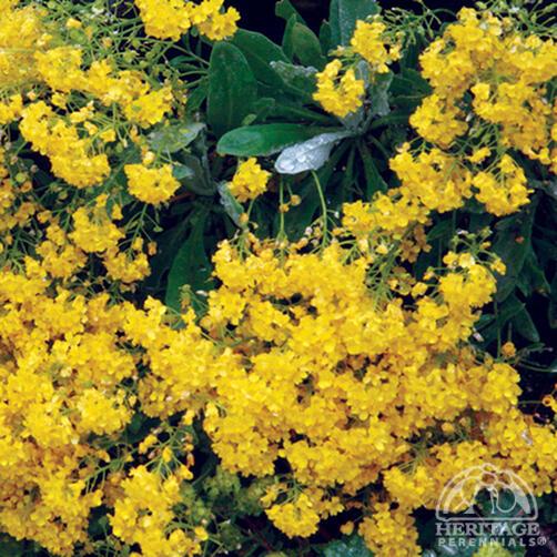 Alyssum 'Summit' (Golden Yellow)