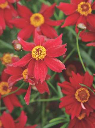 Coreopsis L'il Bang 'Red Elf'