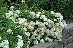 Hydrangea 'PeeGee' 2GAL