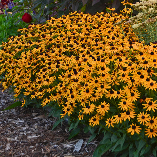 Black-Eyed Susan 'Little Goldstar'