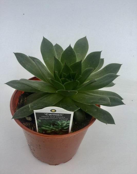 Sempervivum Carmen 3"
