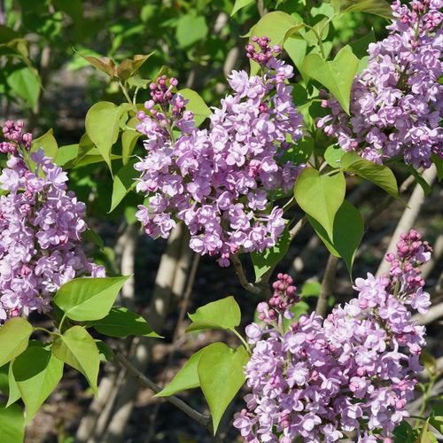 Lilac Scentara 'Double Blue' PW