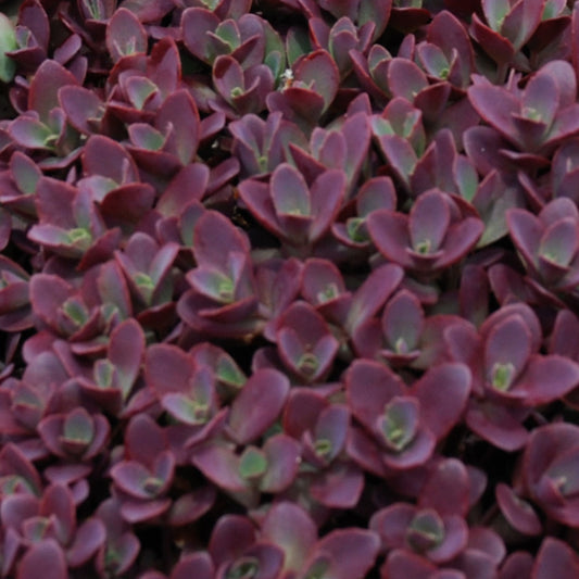 Sedum, Sunsparkler 'Firecracker'