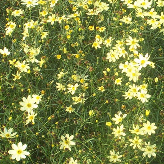 Coreopsis 'Moonbeam'