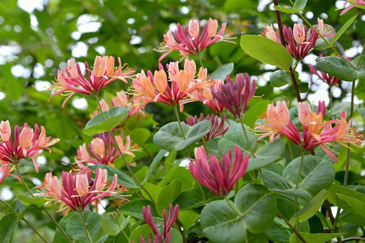 Honeysuckle 'Gold Flame'