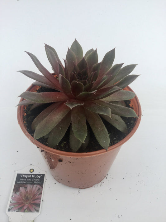 Sempervivum Royal Ruby 3"