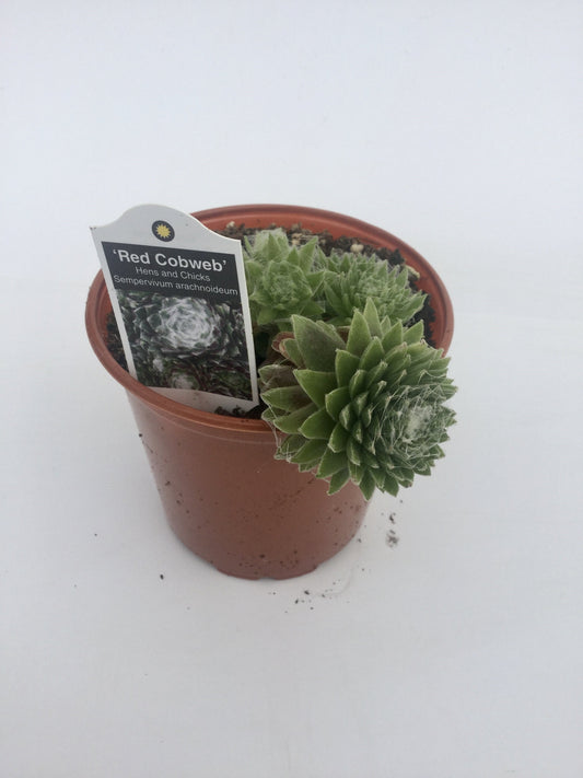 Sempervivum Cobweb 3"