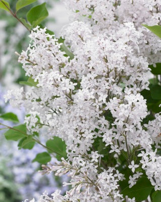Lilac Tree Form 'Flowerfesta White'