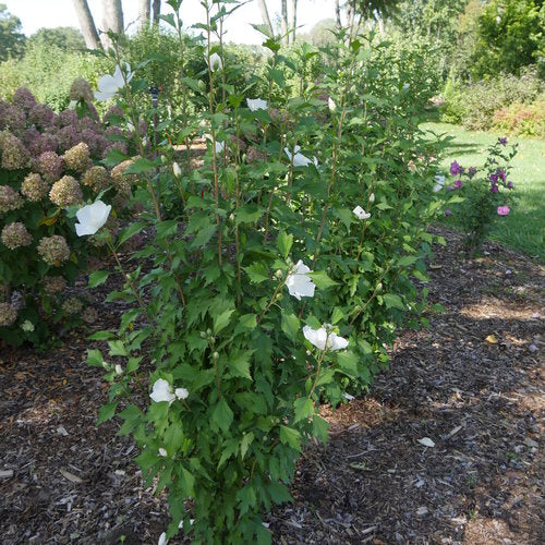 Rose of Sharon 'White Pillar' PW